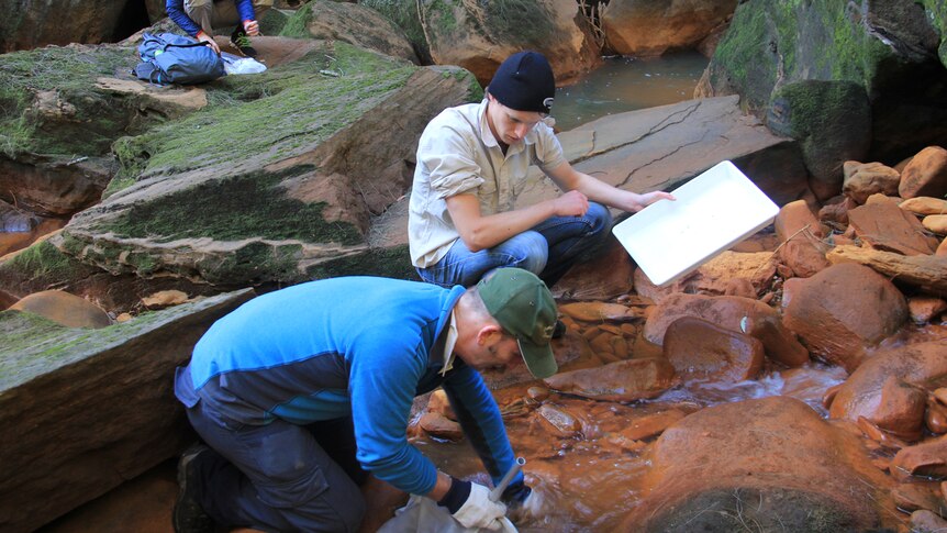 A group of three researchers testing and measuring water pollution in the Wingecarribee river.