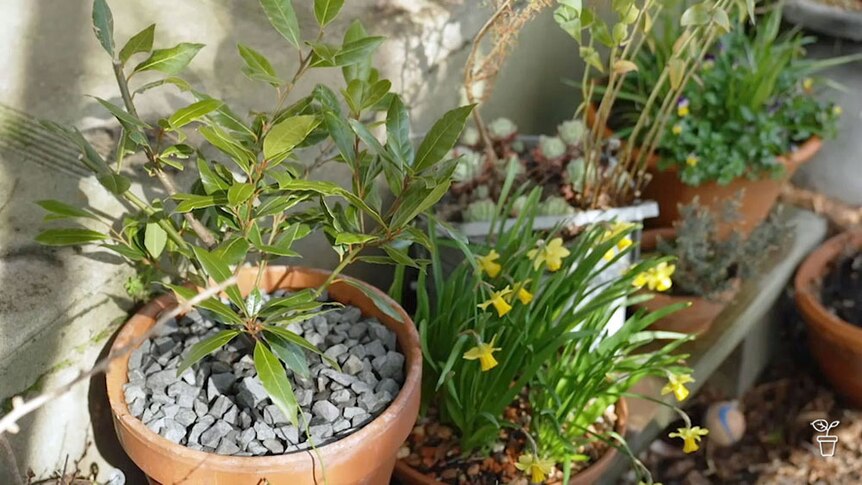 A selction of plants in pots in a garden.
