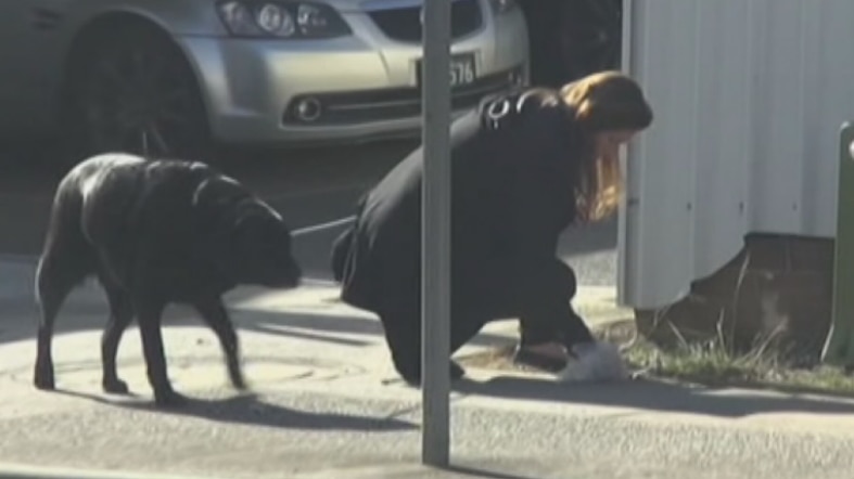 Emma Husar's staff member walking a dog.