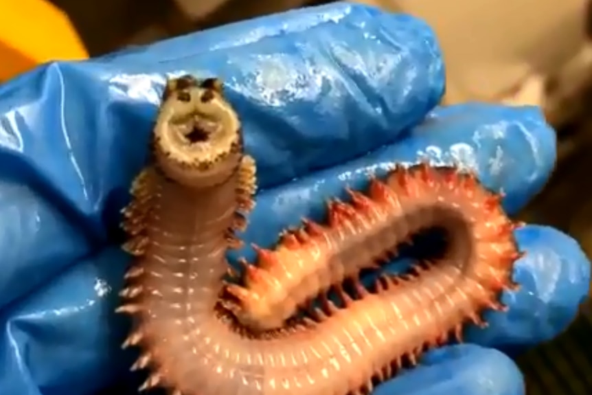 Centipede-like creature writhes in a gloved hand as it turns its face inside out, twisting it to resemble something of a smile