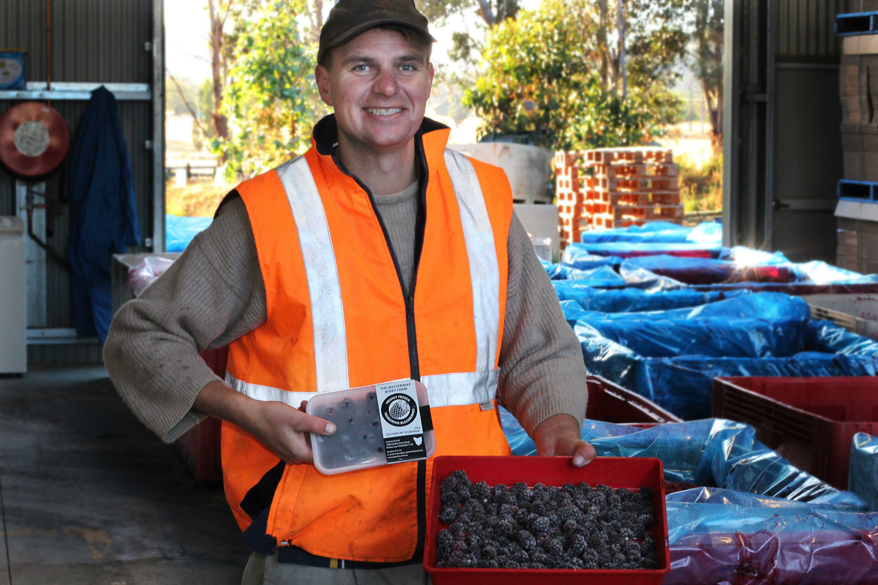 Frozen berries and hepatitis A Local growers quick to freeze fruit