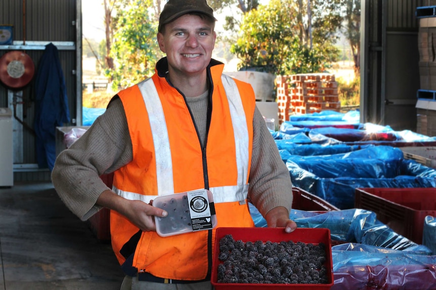 Berry grower Richard Clark smiles while holding blackberries.