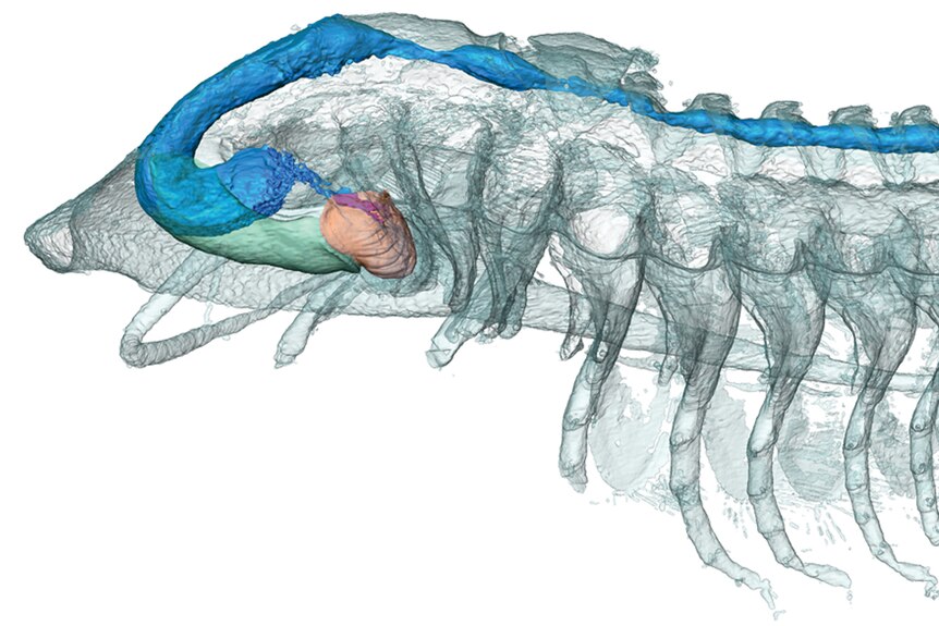 A 3D scan highlighting a trilobite's digestive system 