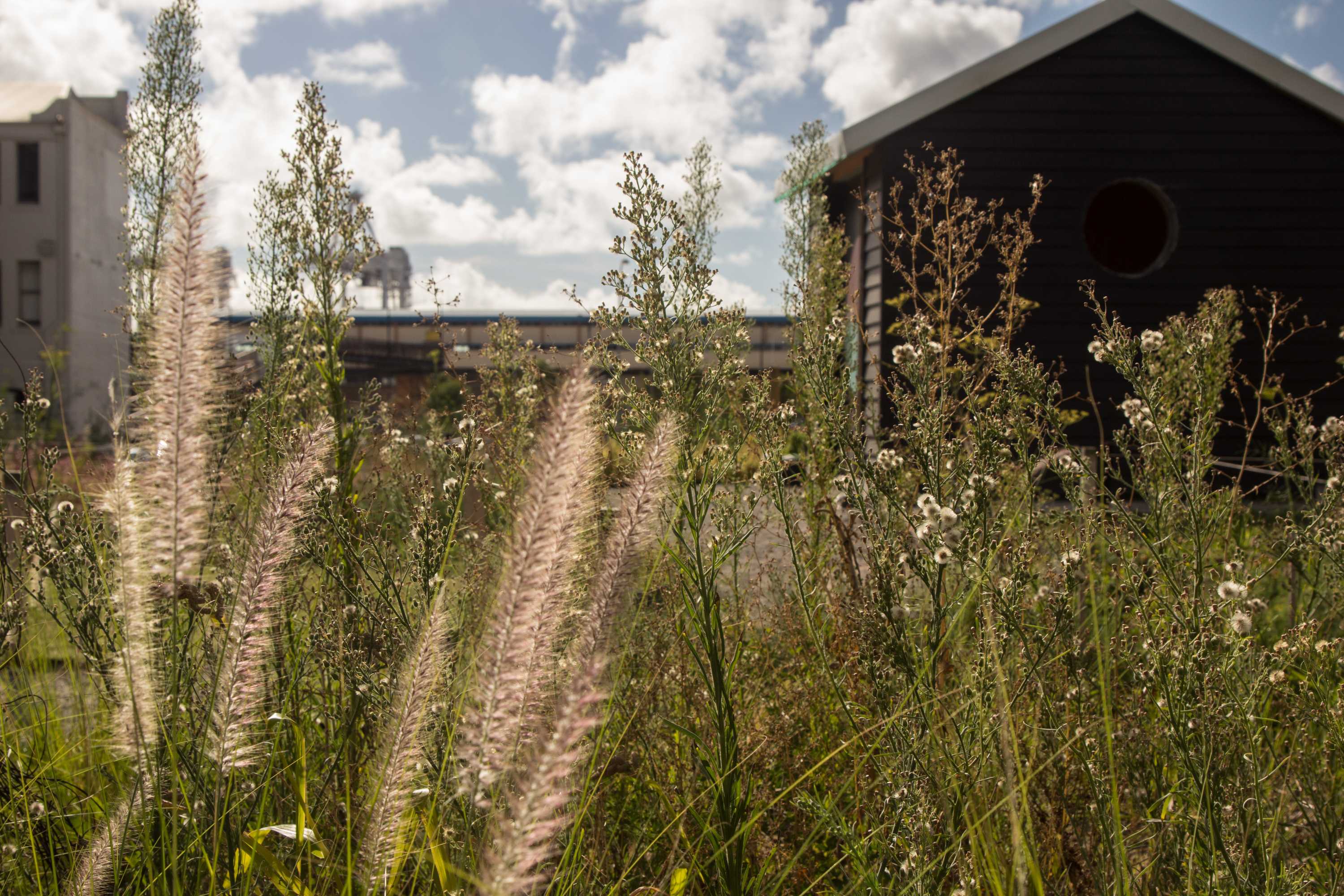 Field of the unwanted, a tended garden of plants considered weeds