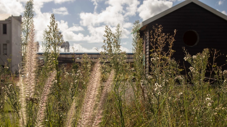 Field of the unwanted, a tended garden of plants considered weeds