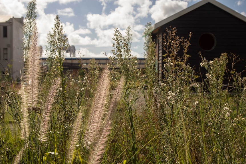 Field of the unwanted, a tended garden of plants considered weeds