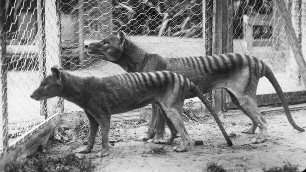 A pair of Tasmanian tigers in a cage.