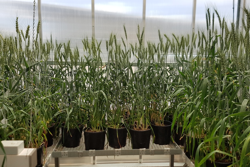 A glasshouse with wheat growing inside.