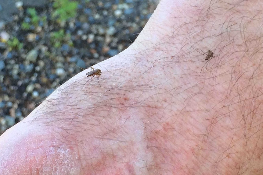 Mosquitoes biting a man's hand