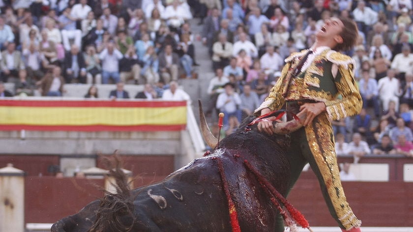 Spanish matador Israel Lancho is gored by a bull in Madrid on May 27, 2009