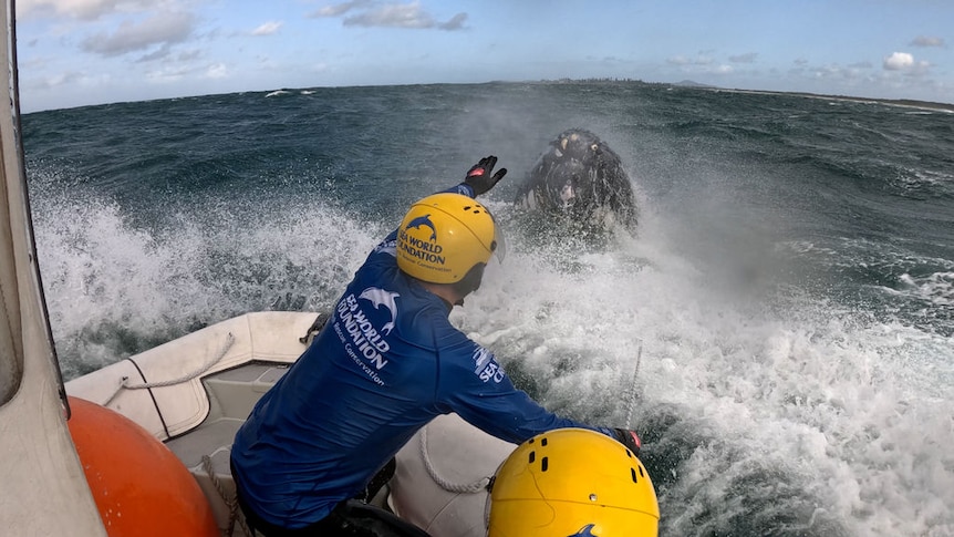 A humpback whale is freed from trawler wire near Iluka on the NSW north coast.