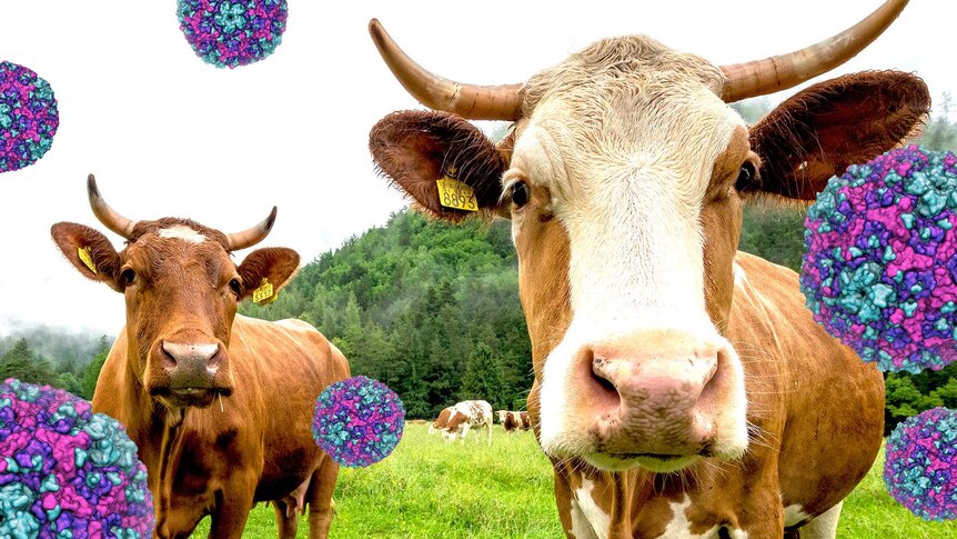A composition of brown cows in a field and 3D model impression of the virus floating around them.