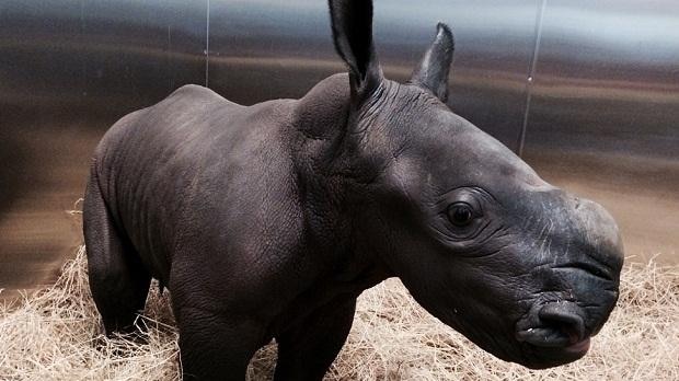 Southern White Rhino calf