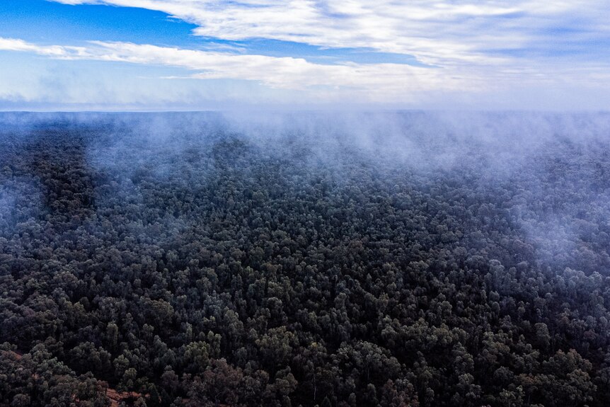 A drone shot showing mist over the treetops of Pilliga forest in New South Wales.
