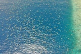 Drone photo of thousands of turtles in the sea next to a reef