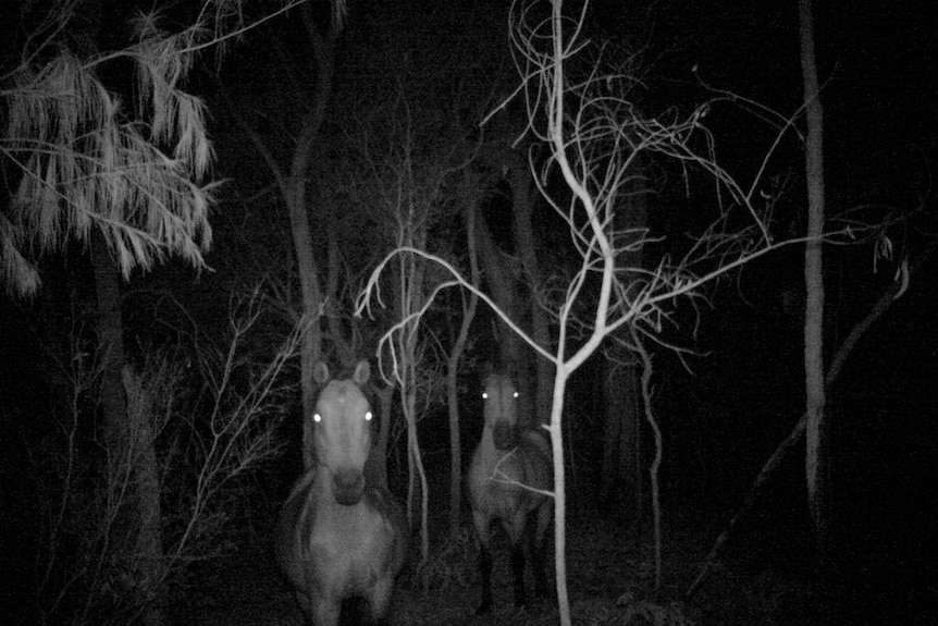 Two wild brumbies are captured by infrared camera on Fraser Island.