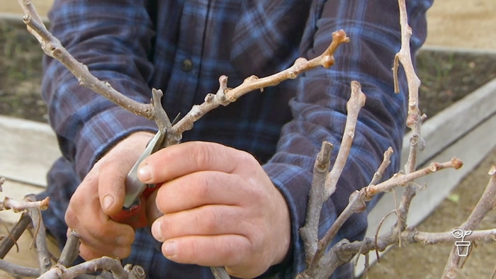 Branches being pruned with secateurs