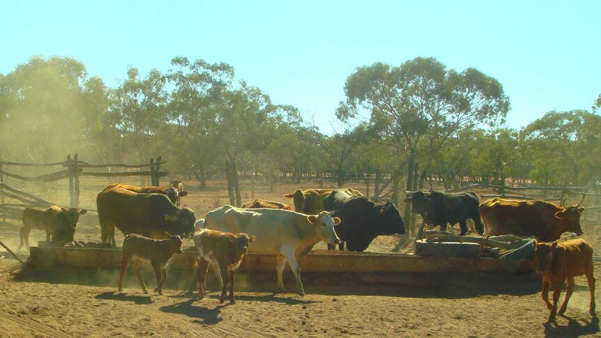 A herd of cattle surround one of the few remaining water sources at Diemals Station.