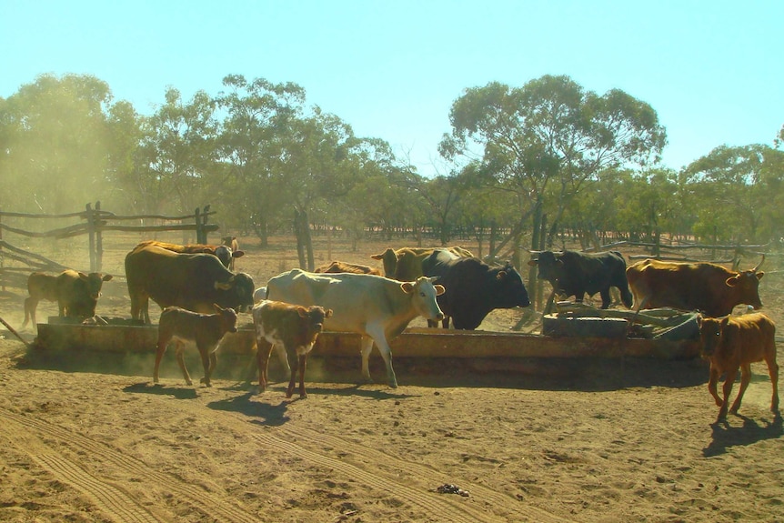 A herd of cattle surround one of the few remaining water sources at Diemals Station.