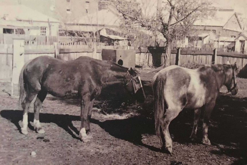 Black and white photo of two horses in a yard.