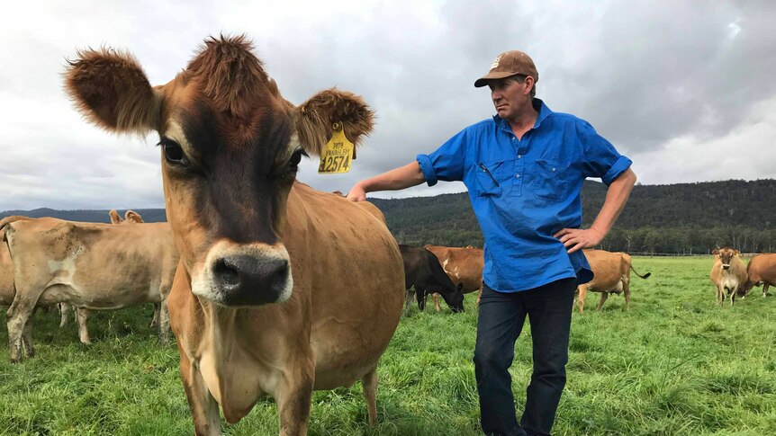 Ken Lawrence with a cow