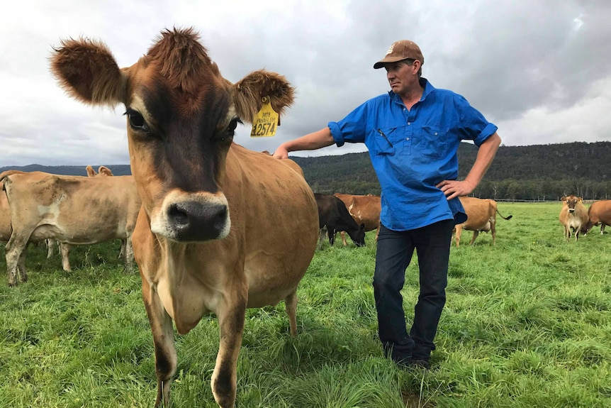 Ken Lawrence with a cow