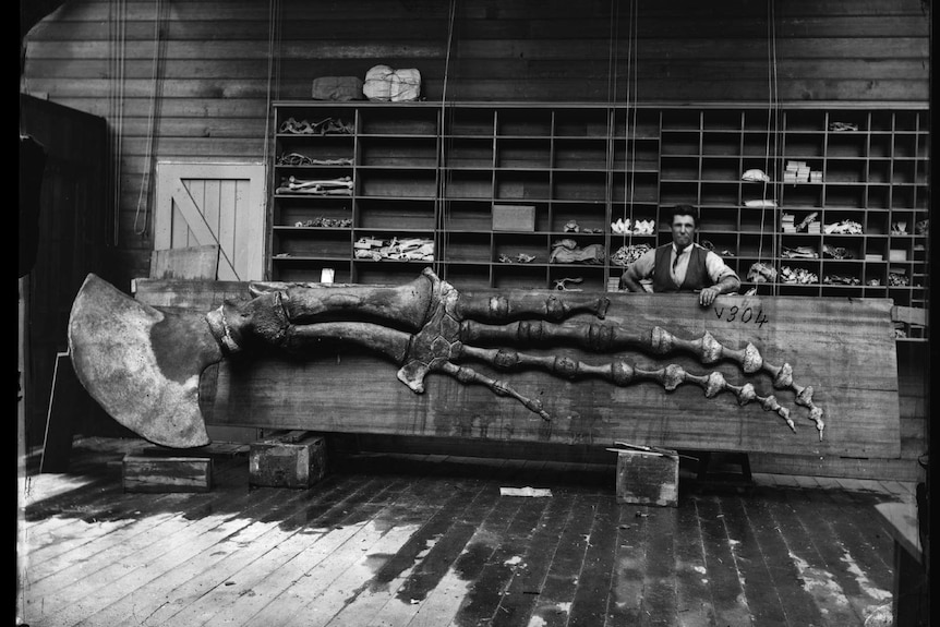 An old black and white photograph of a man in a shirt and vest standing by a large whale flipper in an old wood panelled room.