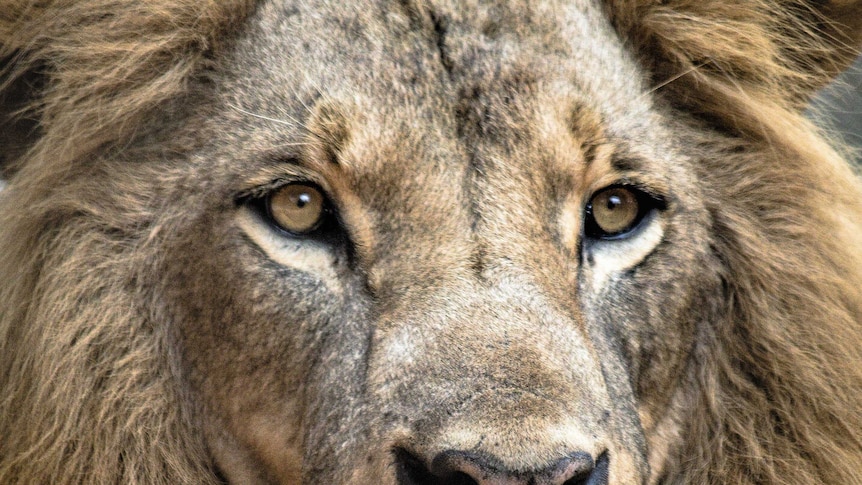 A close image of a lion's face.