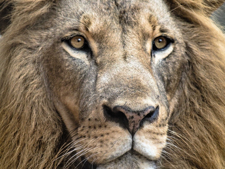 A close image of a lion's face.