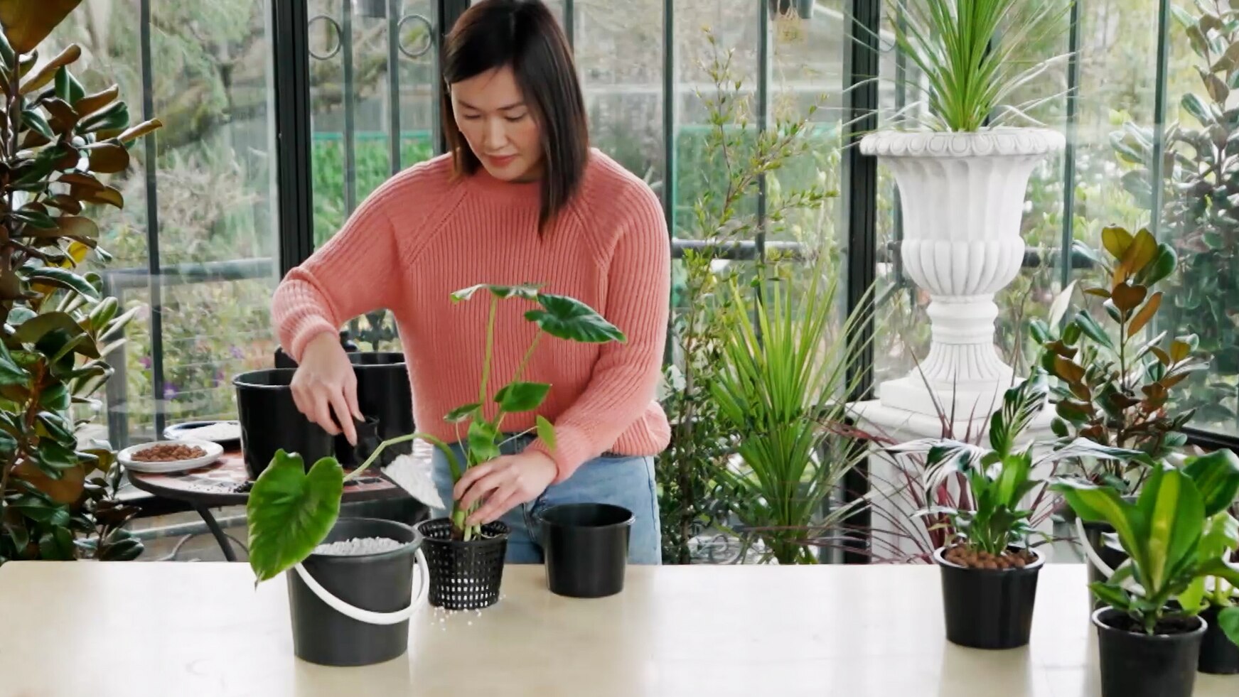 How to hydro your plants and grow them without soil ABC Everyday