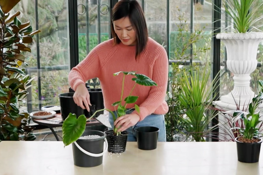 Tammy Huynh pots up some plants inside a greenhouse. A big bright window lets in light behind her and she wears a pink top. 