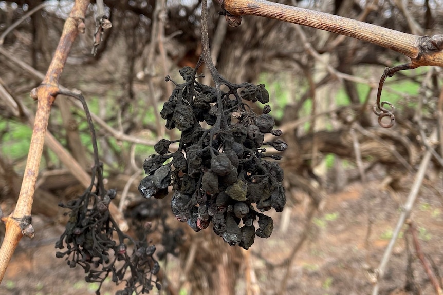 A close up of cabernet sauvignon grapes impacted by disease. They are shrivelled and dark.