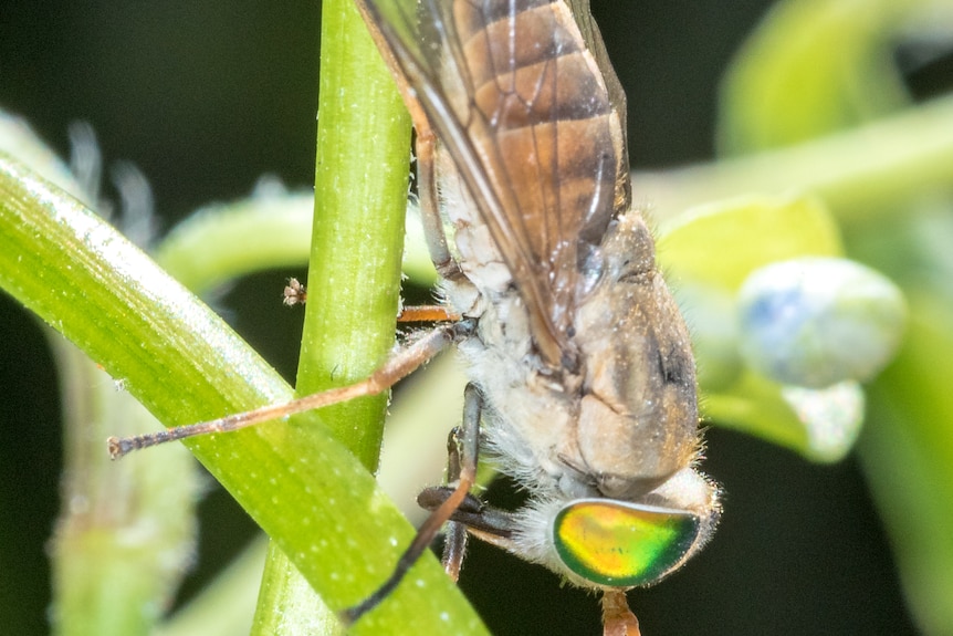 Long, narrow fly with vivid green eyes on a narrow plant stem.
