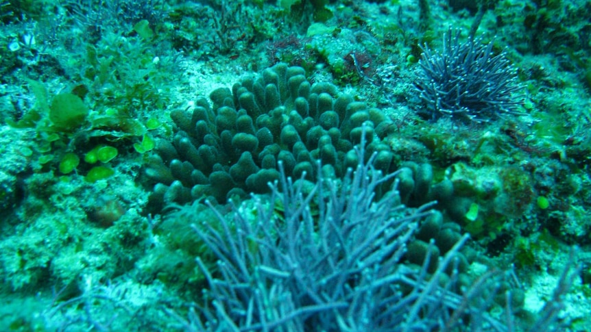 Underwater photo of coral at Douglas Shoal on the Great Barrier Reef