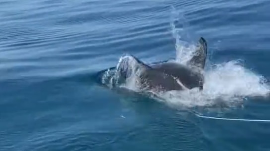 A shark in the water off Semaphore along Adelaide's coast.