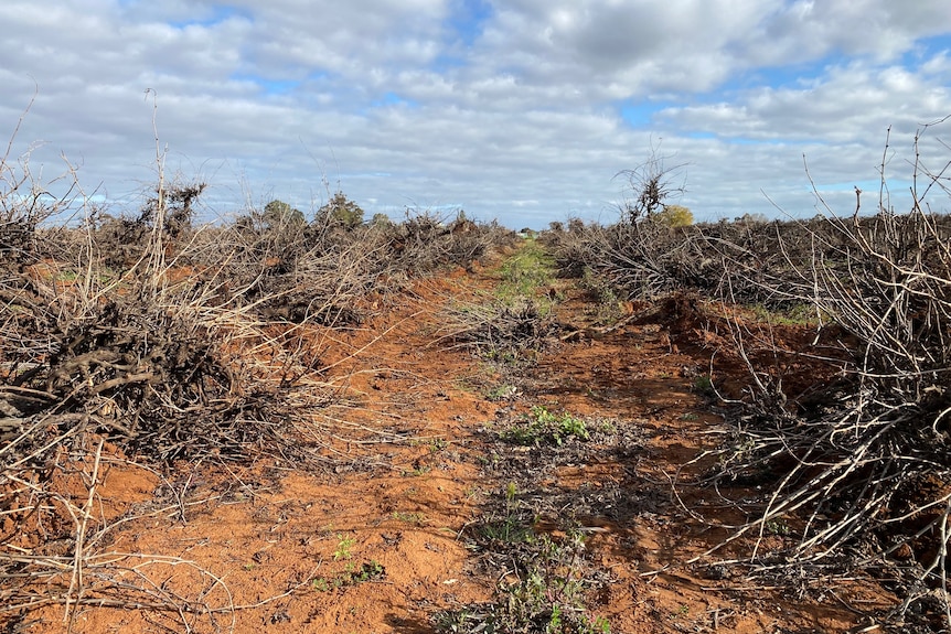 Two lines of dead and bare grape vines pulled out the ground and laying on the dirt.