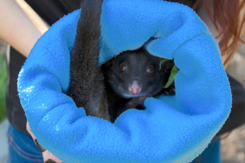 A possum looking out of a blue jumper.
