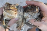 cane toads are expected to hit Derby in two to three years