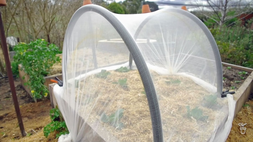DIY Netting Tunnel - Gardening Australia