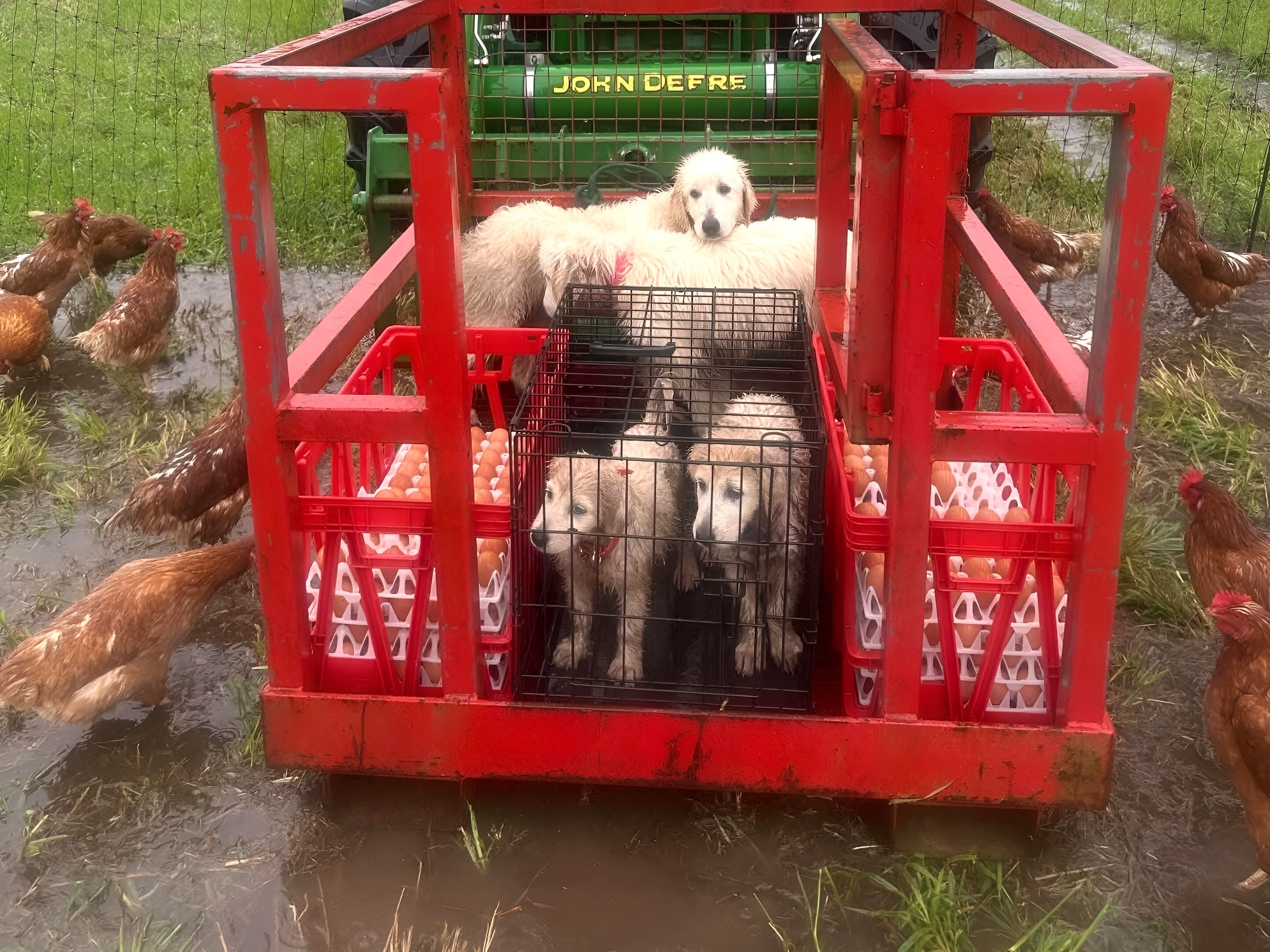 Too wet for working dogs: Maremma puppies taken across flooded creek on tractor