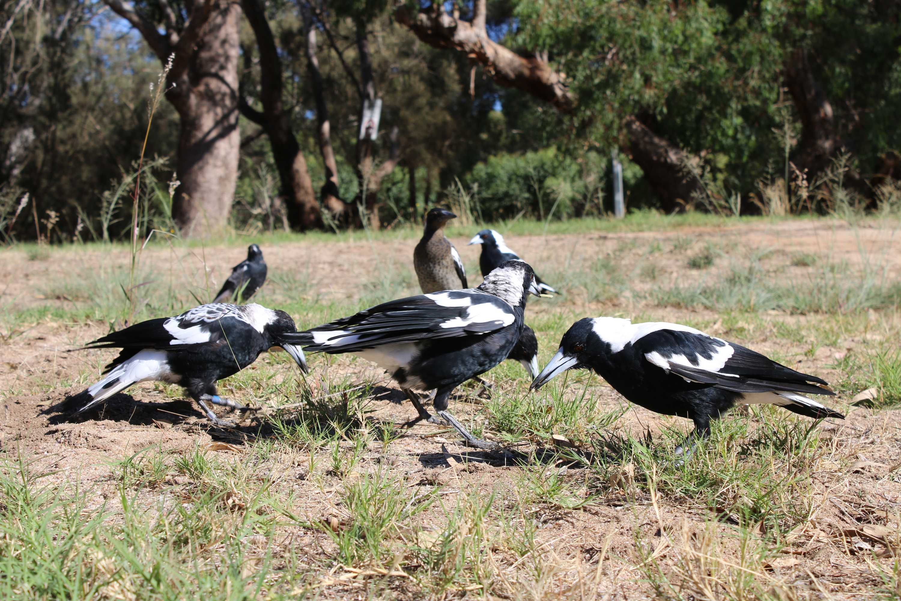 Magpies' brain power may be boosted by living in larger groups ABC News