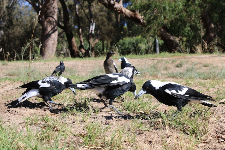 Group of magpies