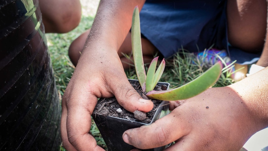 A child helping Peter Cooley pot bushfood