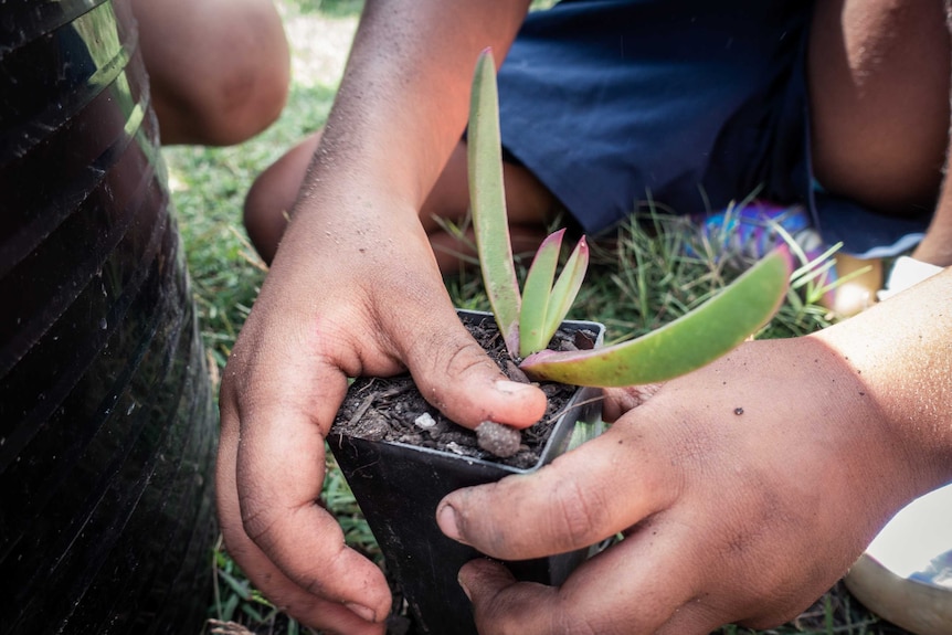 A child helping Peter Cooley pot bushfood