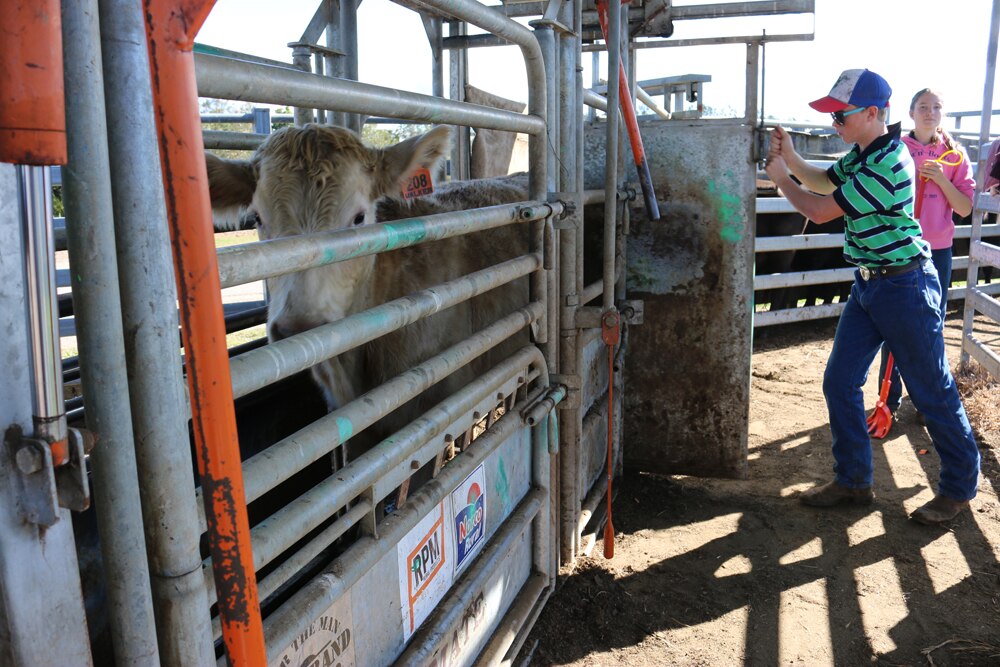 Youth Learn Low-stress Livestock Handling From Industry Expert - ABC News