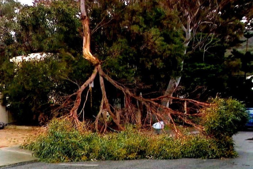 A large tree branch lies snapped from the main trunk outside a house.