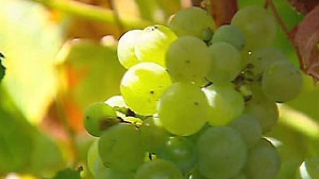 White grapes