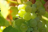 White grapes