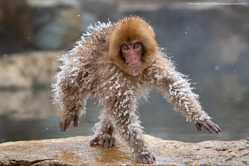 A small monkey covered in ice is captured walking