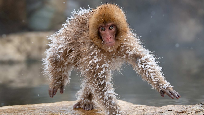 A small monkey covered in ice is captured walking